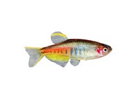 Nano Fish